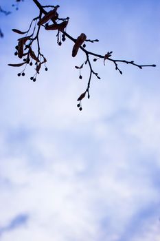 dramatic alder branches with cones and earrings on the background of the autumn sky