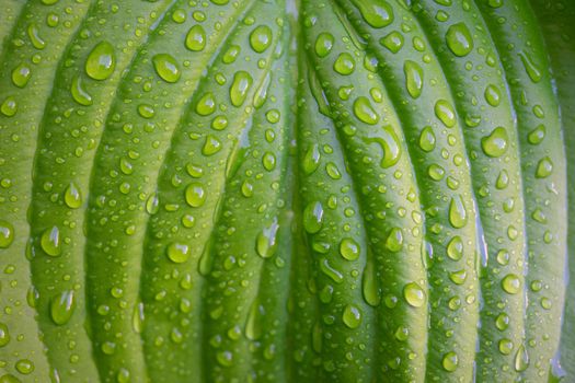 Green plant leaf with water drops after rain close-up.