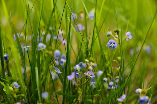 photo of small blue wildflowers in the grass in the sun. Macro shooting. High quality photo