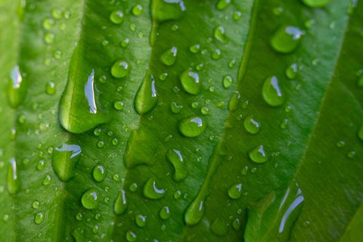 Green plant leaf with water drops after rain close-up.