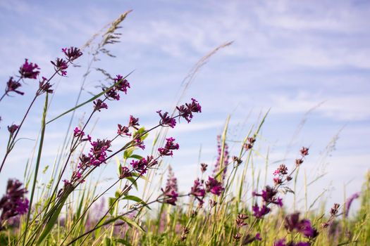 pale purple flowers against the sky. High quality photo