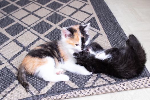 Two little kittens playing on the carpet close up