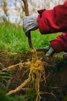 Front view of someone digging the ground making a deep trench in the ground. High quality photo