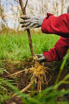 roots of a young plant when planted in the ground. High quality photo