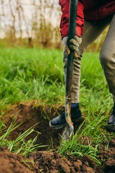 gardening, agriculture and people concept - unrecognizable woman with a shovel digs the ground for planting a tree on a farm on a sunny day. High quality photo