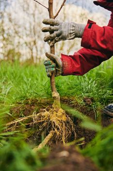 Setting the seedling to ground level when planting. new fruit tree in the garden. High quality photo