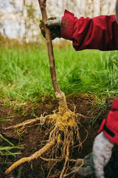 roots of a young plant when planted in the ground. High quality photo