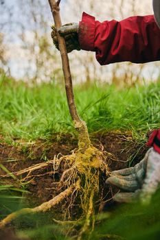 Young green plant with strong roots visible. High quality photo