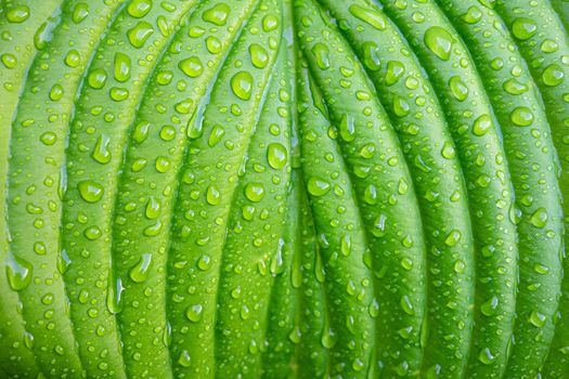 Green plant leaf with water drops after rain close-up.