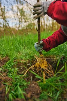 a woman in gray gloves is planting a young plant in a hole. High quality photo