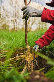 Setting the seedling to ground level when planting. new fruit tree in the garden. High quality photo