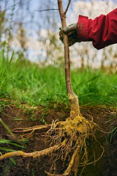 Front view of someone digging the ground making a deep trench in the ground. High quality photo