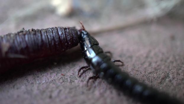 A black elongated beetle eats a worm. An aggressive insect attacked an earthworm. Macro. 4k