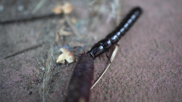 A black elongated beetle eats a worm. An aggressive insect attacked an earthworm. Macro. 4k