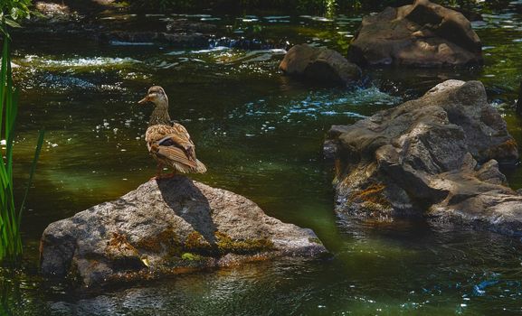 a waterbird with a broad blunt bill, short legs, webbed feet, and a waddling gai