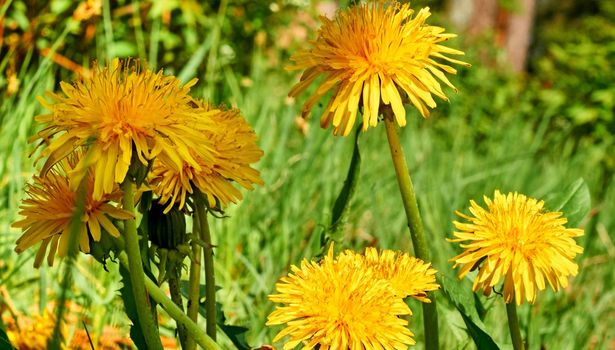 A widely distributed weed of the daisy family, with a rosette of leaves, bright yellow flowers followed by globular heads of seeds with downy tufts, and stems containing a milky latex.