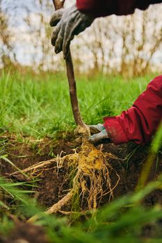 Setting the seedling to ground level when planting. new fruit tree in the garden. High quality photo