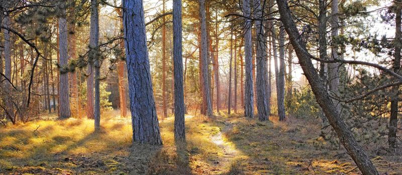 A forest with bright sun light shining through tall trees during sunrise in the morning. A landscape of scenic woods with golden yellow sunlight at sunset on a summer afternoon outdoors.