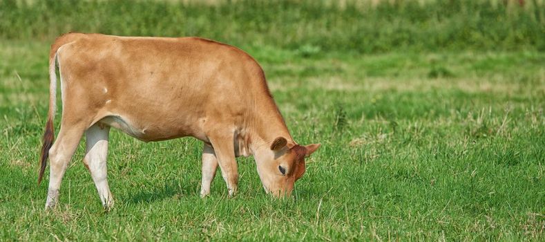 A brown cow grazing on an organic green dairy farm in the countryside. Cattle or livestock in an open, empty and vast grassy field or meadow. Bovine animals on agricultural and sustainable land.