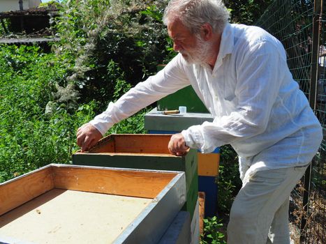 Beekeeper working with bees and beehives on the apiary. Beekeeping concept. Beekeeper harvesting honey Beekeeper on apiary.