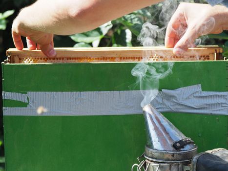 Beekeeper working with bees and beehives on the apiary. Beekeeping concept. Beekeeper harvesting honey Beekeeper on apiary.