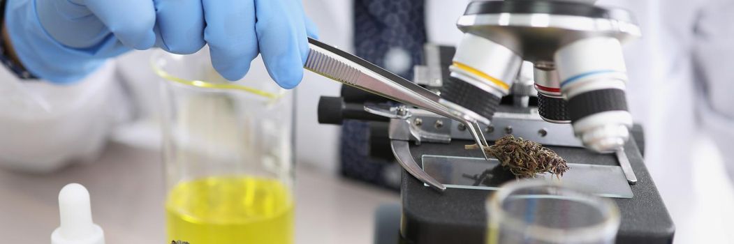 Close-up of scientist take dried cannabis with tweezer tool and put under microscope. Chemist work with hemp buds. Medicine, lab research, biology concept