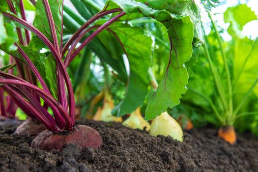 Vegetables grow in the garden. Selective focus. Food.