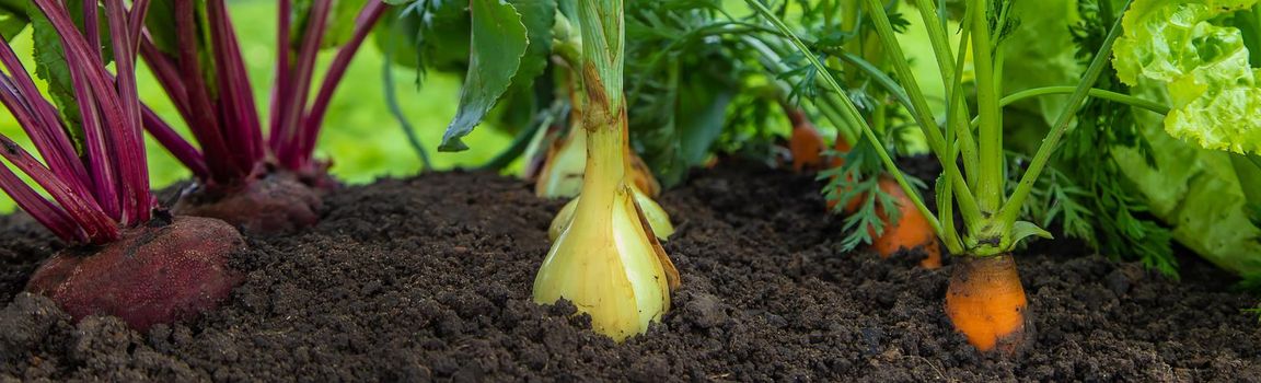 Vegetables grow in the garden. Selective focus. Food.