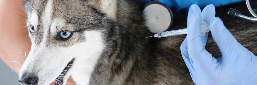 Portrait of fluffy husky dog get injection from veterinary doctor, treatment for recovery. Cure favourite domestic pet in vet. Animal, friend, care concept