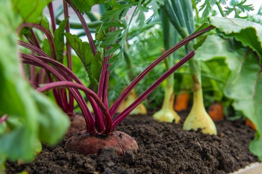 Vegetables grow in the garden. Selective focus. Food.