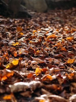 The fallen to the ground yellowed leaves in the sunlight in autumn forest. Selective focus.