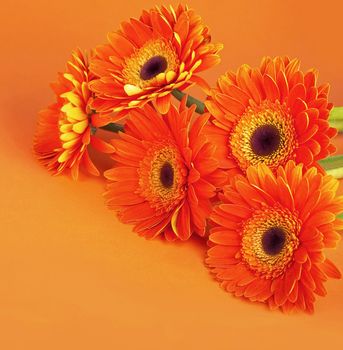 Daisy flowers close up over orange background
