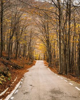 Autumn forest with trees and country asphalt road