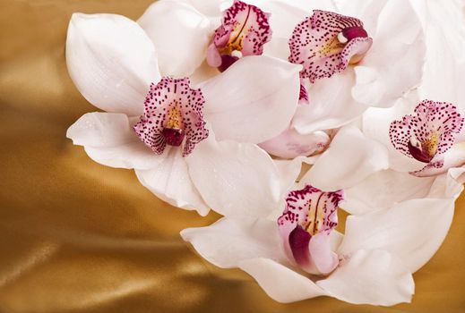 Close-up of white orchids flowers on gold background
