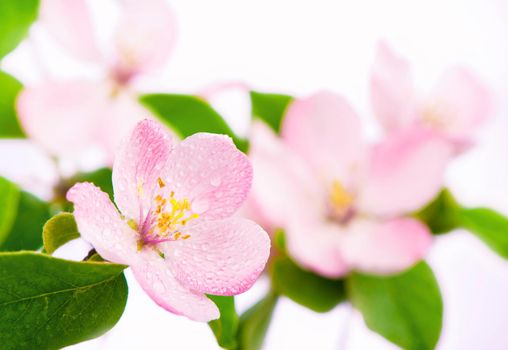 apple tree blossoms with green leaves isolated on white background