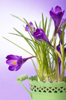 crocuses spring flowers on a blue background