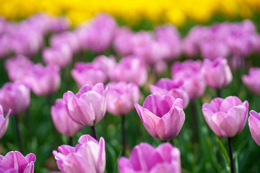 selective focus of colorful purple tulips against blue sky and clouds.