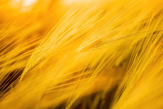 Green wheat field in countryside, close up. Field of wheat blowing in the wind at sunny spring day. Young and green Spikelets. Ears of barley crop in nature. Agronomy, industry and food production