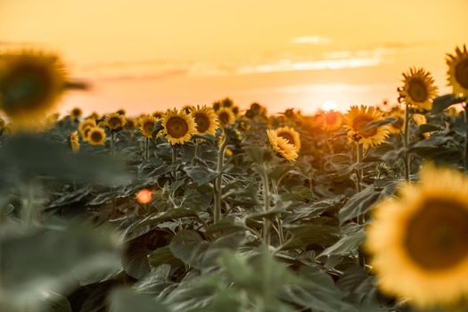 A beautiful field of sunflowers against the sky in the evening light of a summer sunset. Sunbeams through the flower field. Natural background. Copy space