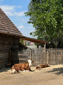 Cow with a calf lies in the sun near a wooden fence. High quality photo