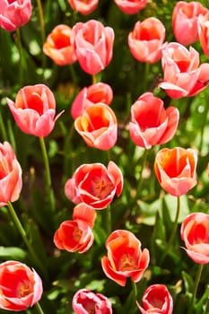 Red beautiful tulips field in spring time with sun rays. High quality photo