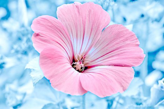 a plant of the mallow family, grown in warm climates for its large brightly colored flowers or for products such as fiber or timber. Delicate pink flower hibiscus close up on frozen on a purple blue