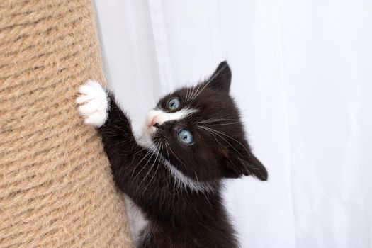 A little kitten plays with a scratching post close up