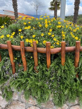 Yellow flowers of deciduous euryops grow in a flower bed. High quality photo