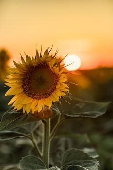 A beautiful field of sunflowers against the sky in the evening light of a summer sunset. Sunbeams through the flower field. Natural background. Copy space