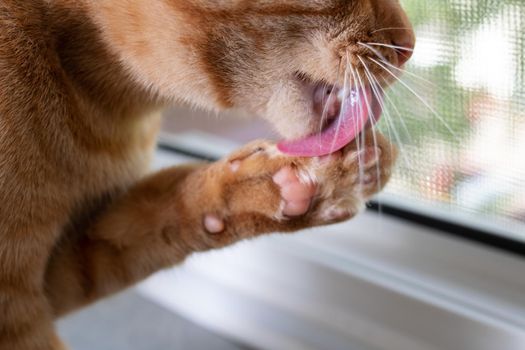 Red cat licks his paw close up on windowsill