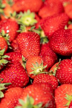 Close-up of red ripe strawberries. Strawberry background. Fresh organic red ripe strawberries. Juicy delicious strawberries