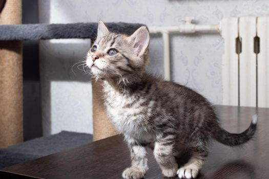 Small gray kitten on a wooden table close up