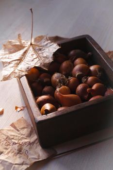 The bulbs of botanical tulips in dark wooden box on white table with autumn leaves., selective focus.