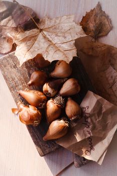 The group of snowdrops bulbs on dark wooden board on white table with autumn leaves ready for planting.